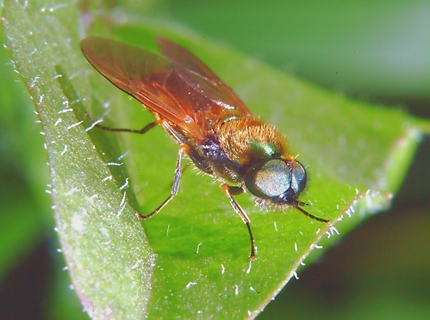 Chloromyia formosa - un mistero risolto